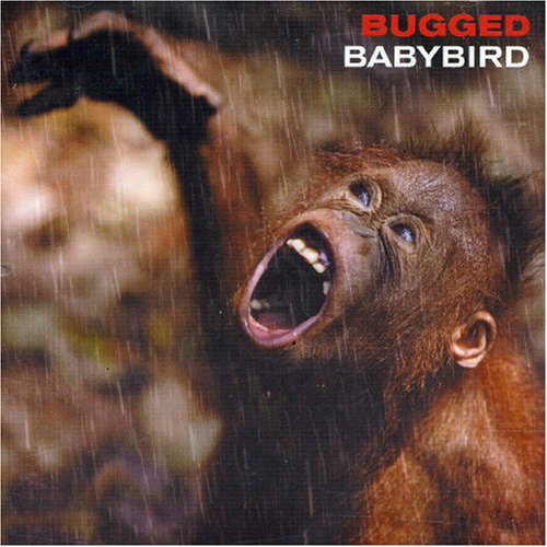 Babybird Fireflies profile image