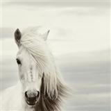 Chilean Folksong picture from Mi Caballo Blanco (My White Horse) released 06/22/2011