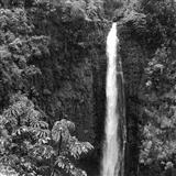 Helen Parker picture from Akaka Falls released 11/18/2014