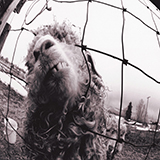 Pearl Jam picture from Dissident released 09/06/2006