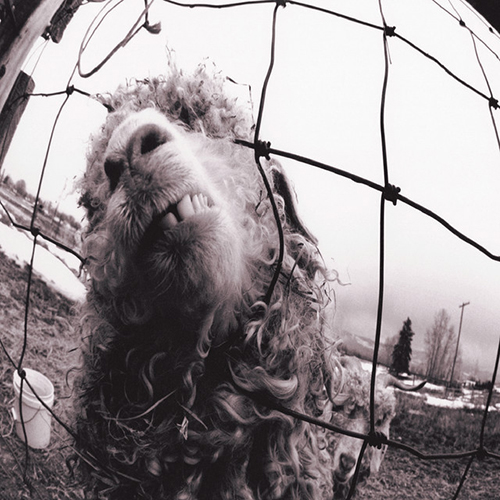 Pearl Jam Rearviewmirror profile image