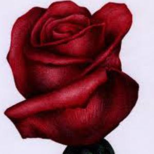 Traditional O My Love Is Like A Red, Red Rose (a profile image